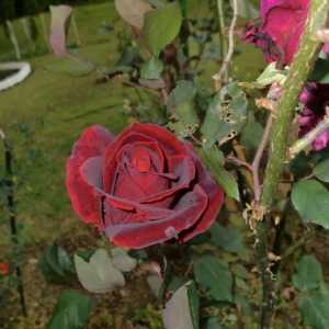 Black Prince: Rose sa natpisima