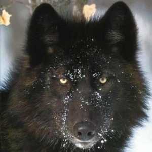 Black Wolf - stanovnik Kanade i Aljaske