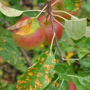 Šta ako se manifestuje na listovima jabuke rđe?