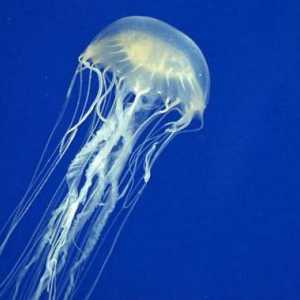 Šta učiniti ako ubola meduza: prva pomoć, lijekove, narodne lekove