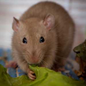 Jedu pacovi domaćih i divljih? Ono što može i treba biti, a ono što ne mogu jesti pacove?