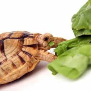 Ono što se jede kornjača kod kuće i kako pravilno sadrži?