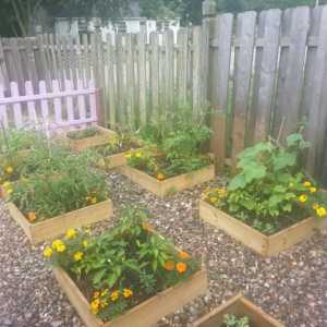 Ono što biljka? Šta saditi krastavce, paradajz, patlidžan i drugo povrće