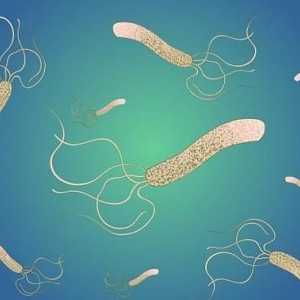 Što je Helicobacter pylori? Tretman narodne lekove