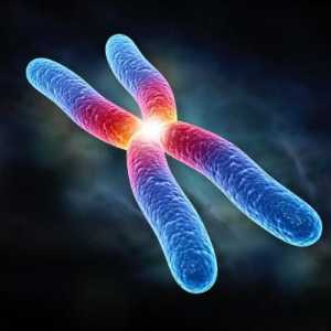 Ono što je kromosom? Set hromozoma. Jedan par hromozoma