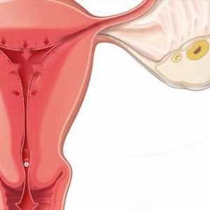 Što je ovulacija i kako ga izračunati? ovulacija kalkulator