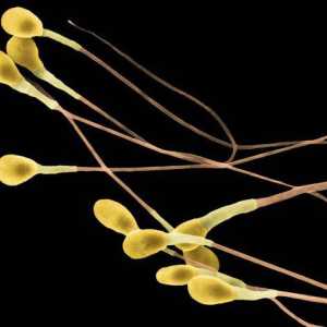 Što je sperme? Karakteristike muškog gameta