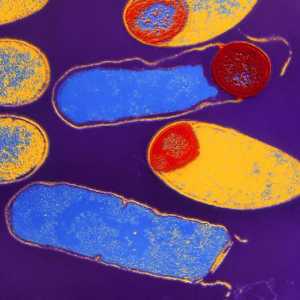 Koja je kontroverze u biologiji (u bakterije, gljivice i biljke)?