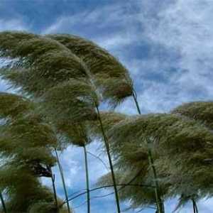 Ono što je vjetar i kako je formirana