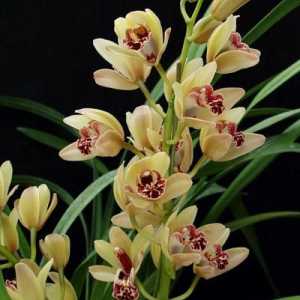 Cymbidium Orchid: kako da se brinete?