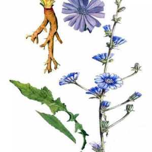 Cikorija cvijeće u narodnoj medicini. Cvjetovi cikorije su korisni i kako ih koristiti?