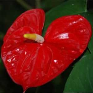 Red Anthurium cvijet. Njega i održavanje