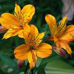 Cvijet astrameriya: uzgoj, održavanje i korišćenje u bukete