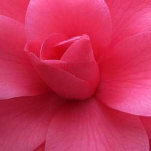 Pink cvijet - najbolji ukras prostora