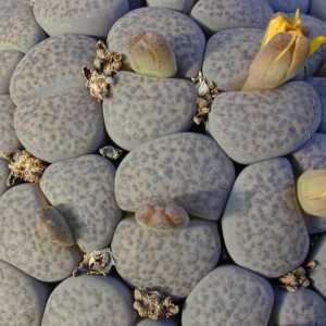 Cvijet života kamenja - naizgled običan šljunak