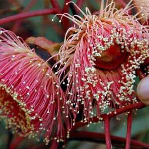 Cvijeće Eukaliptus: divno čudo prirode