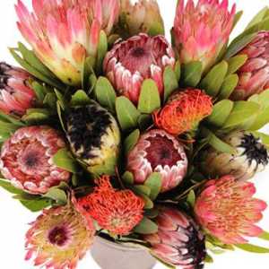 Cvijeće - protiv Južne Afrike tropske ljepote sa karakterom