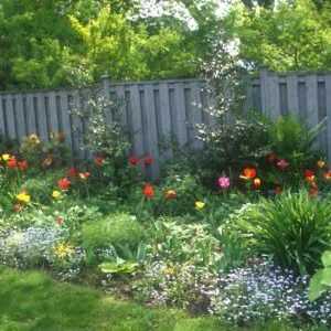 Vrt cvijeće: višegodišnje za vrt i cvjetnjaci