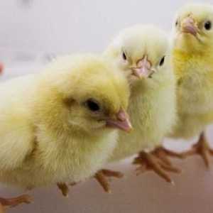 Chickens - šta da se hrani? naučiti