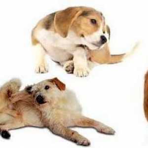 "Deksametazon" za pse: uputstva za upotrebu, doza, recenzije Veterinari