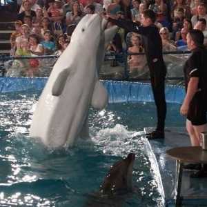Dolphinarium u Čeljabinsk - zabavan vikend za cijelu obitelj