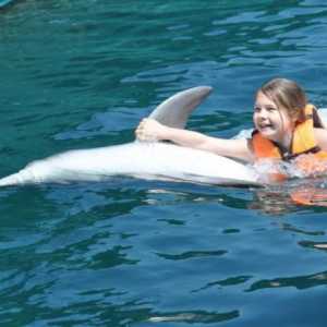 Delfin terapija u Krim: opis, karakteristike, performanse i recenzije