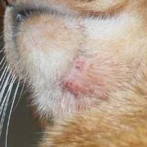 Akne kod mačaka: oblici i simptomi infekcije