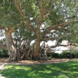 Javorovo drvo - južni gigant