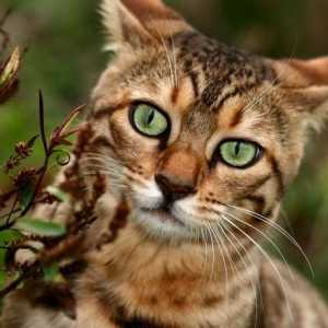 Početna leopard cat - utjelovljenje milosti i elegancije