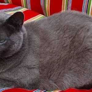 Početna Ruska plava mačka pasmina