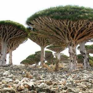 Zanimljivosti Sokotra. Gdje je otok Socotra?