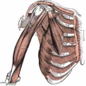 Biceps brachii kao jedan od glavnih elemenata lokomotornog sistema ruke. Struktura biceps