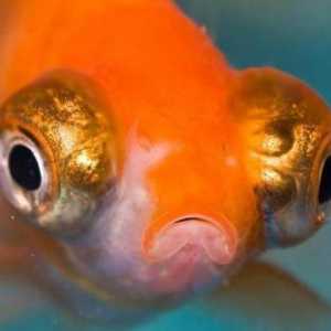 Postoji li mozak u ribe: strukture i funkcije. Što je IQ riba?