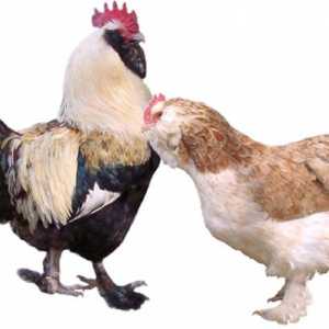 Faverolles Chicken (piletina pasmina): opis i recenzije