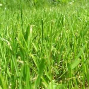 Fitoterapije: korisna svojstva pšenice trave