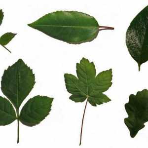 Oblik lišće biljaka