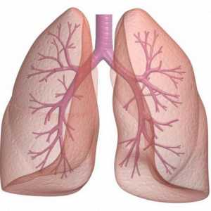 Plućne funkcije. Ljudskih pluća: struktura, funkcija