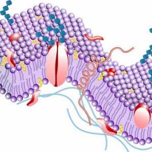 Funkcije plazma membrane ćelije