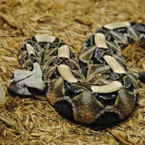 Gaboon zmije: opis, navike i zanimljivosti