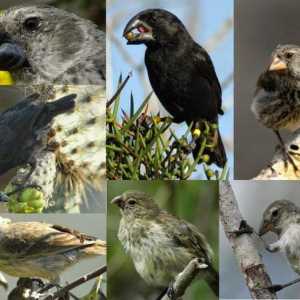 Galapagos Finch: porijeklo vrsta. Razlozi za razlike u strukturi kljuna