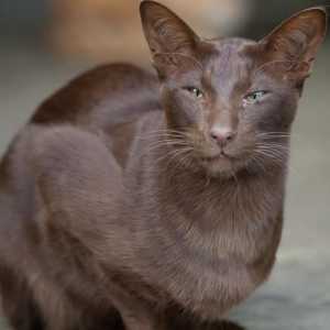 Havana - mačka sa šarmantnim izgledom i savršen karakter