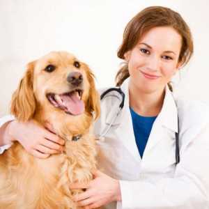Gdje je najbolje veterinarske ambulante obalnog područja?