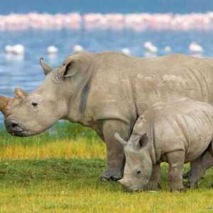 Gdje nosorozi žive i kakve su