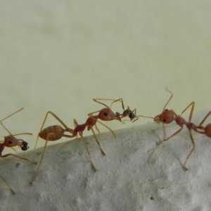 Gel od mrava "veliki ratnik" - efikasno sredstvo
