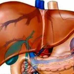 Hepatomegalijom: difuzno promjene jetre. Struktura unutrašnjih organa