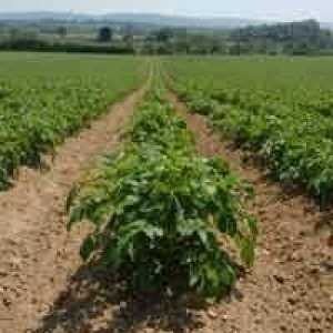 Herbicidi za krumpir - poslednji argument protiv korova