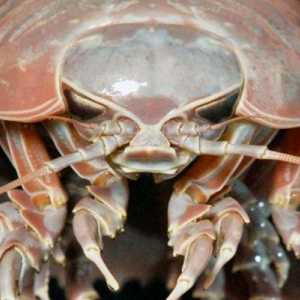 Džinovski Isopod: opis, lifestyle