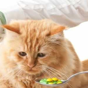 Anthelmintik za mačke i mačiće - odabir i primjenu
