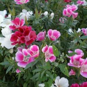 Godetsiya: sadnju i brigu o vrtu cvijeće