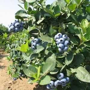 Blueberry Vrt - sadnju i njegu u njihove vikendice